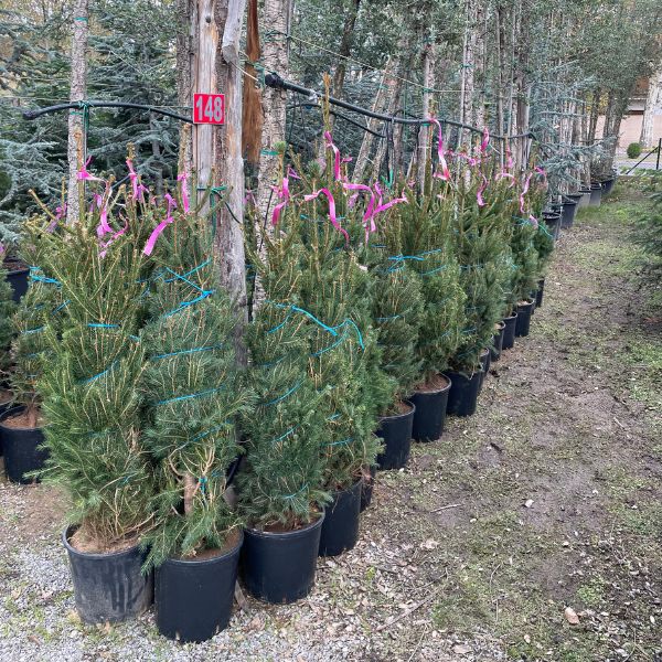 Arbres de Nadal plantacions particulars
