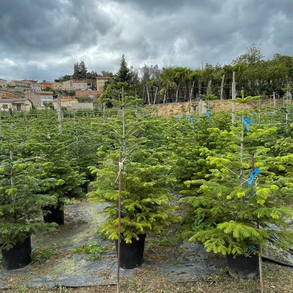 Arbres de Nadal plantacions particulars