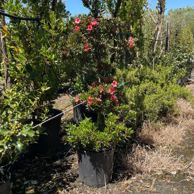 comprar azalea planta
